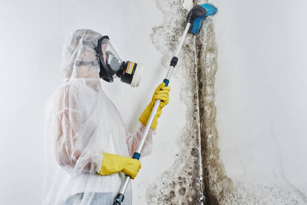 Best Attic Mold Removal  in Audubon Park, KY