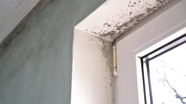 Best Certified Mold Removal  in Audubon Park, KY