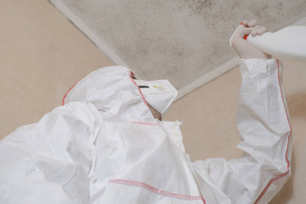Best Affordable Mold Removal  in Audubon Park, KY