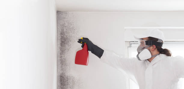 Best Mold Removal Specialists  in Audubon Park, KY