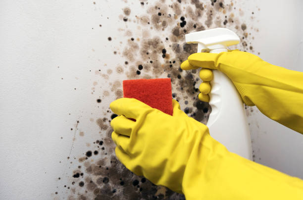 Best Residential Mold Removal  in Audubon Park, KY