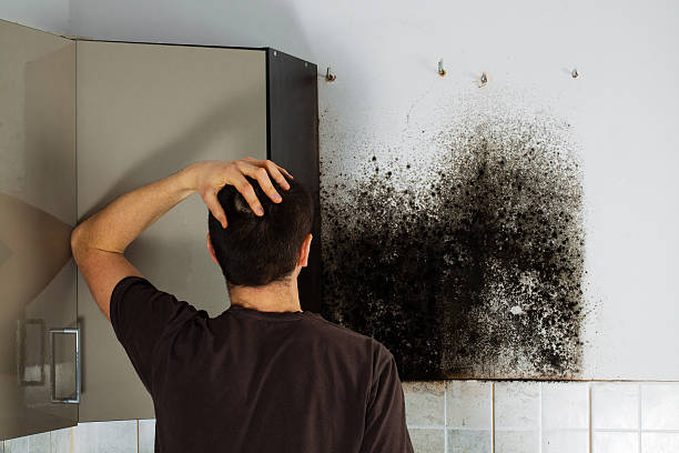 Best Mold Testing  in Audubon Park, KY